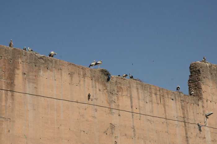 På muren ind til Palais Roya i Marrakech, findes et utal af storkereder, alle med unger i. Et flot syn, når man kommer fra et land, hvor en stork er en sensation.